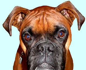 Boxer dog